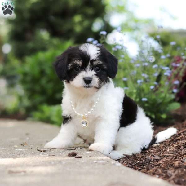 Lana, Cavachon Puppy